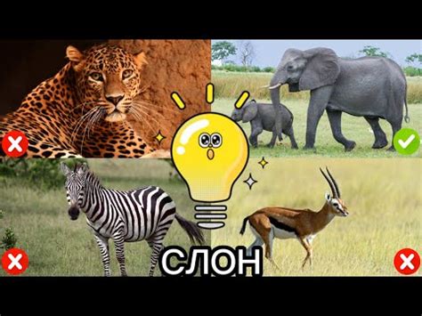 Животные Африки для детей. Викторина - YouTube
