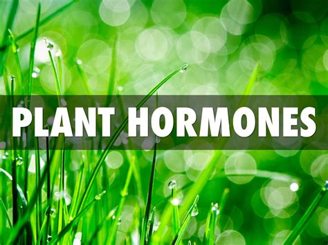 Plant Hormones By Ann Michael Merritt