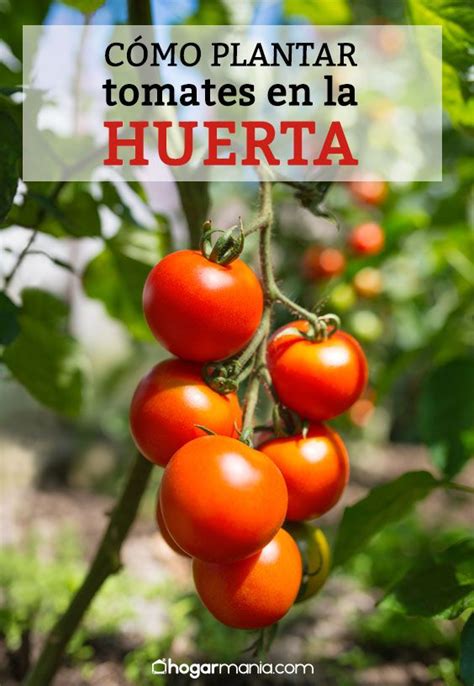 Cómo plantar tomates en la huerta Hogarmania Plantas de tomate