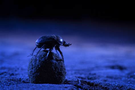 Dung Beetles Navigate Using The Milky Way — New Results