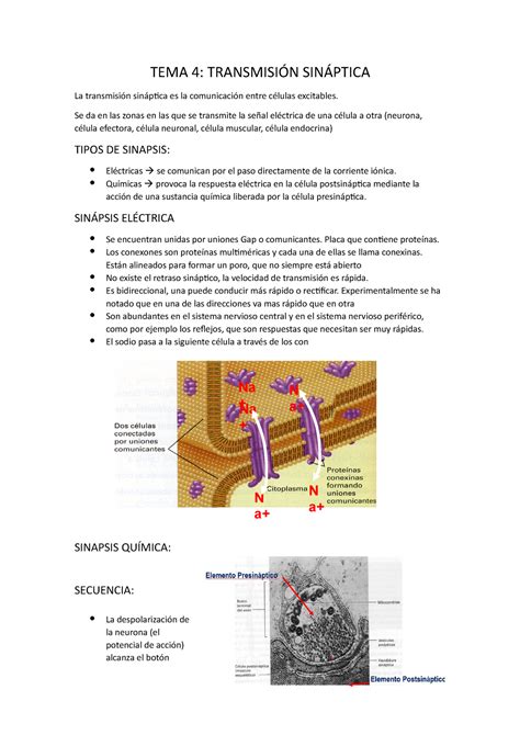 Tema Fisiologia Tema Tema Transmisi N Sin Ptica La