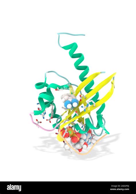 K Ras Benzamidine And Gtp Complex Computer Model Showing The Structure