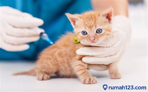 Harga Vaksin Kucing Terbaru Beserta Jenisnya Wajib Tahu Ya Bund