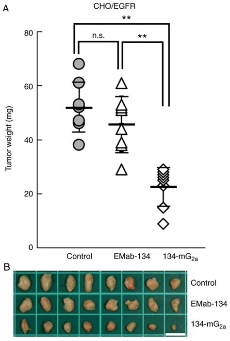 AntiEGFR Monoclonal Antibody 134mG2a Exerts Antitumor Effects In