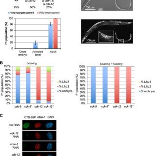 The Inhibition Of Cdk Results In Gradual Premature Termination Of