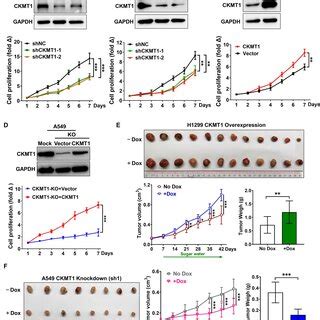 Ckmt Regulates The Cell Cycle Of Nsclc Cells And Knockdown Of Ckmt