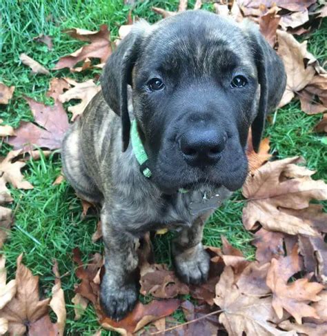 15 Adorable Photos Of English Mastiff Puppies With Pure Beauty