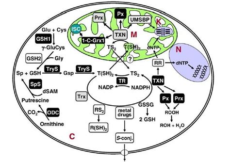 Trypanothione Based Thiol Metabolism In T Brucei Trypanothione