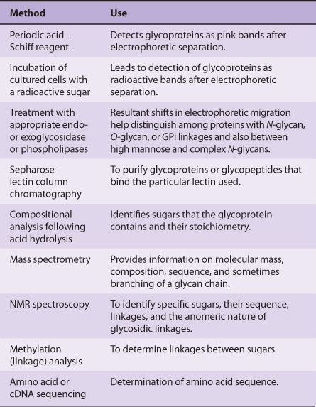 Glycoproteins | Basicmedical Key