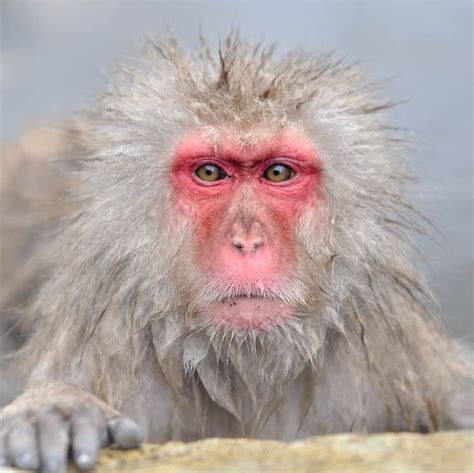 Visit the Snow Monkey Park where red-faced Japanese macaques (snow ...