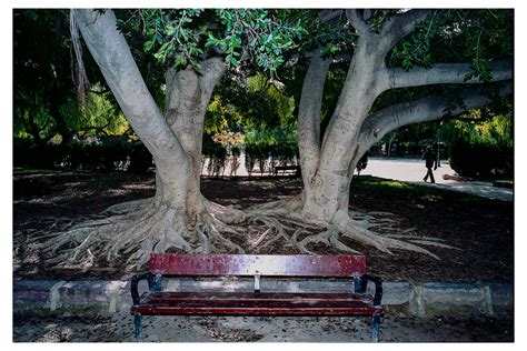 Gianni Gosdan Valencia Gardens