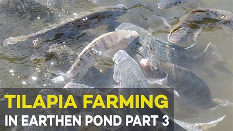 Tilapia Farming Tilapia Fish Health Agribusiness Tilapia Farming