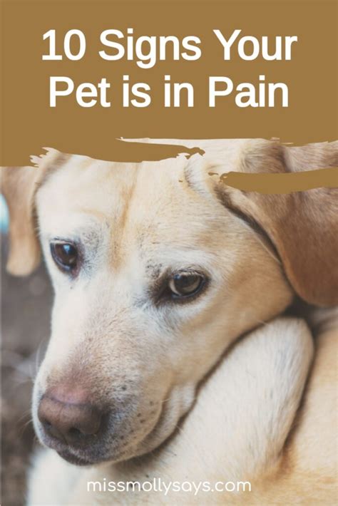 10 Signs Your Pet is in Pain - Miss Molly Says