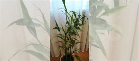 Драцена sandero, домашний бамбук. Сандеро купить в Москве | Товары для ...