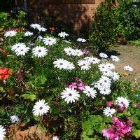 Osteospermum Queensland Gardening Pages Brisbane Qld