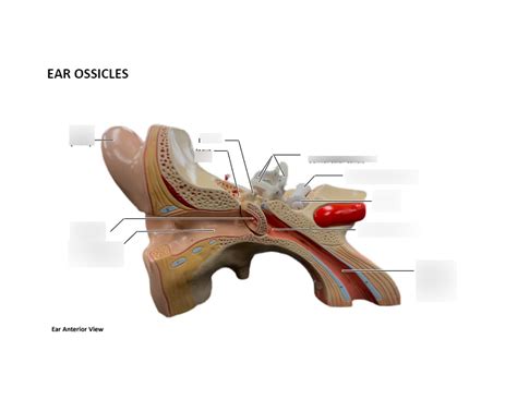 Ear Ossicles Diagram | Quizlet