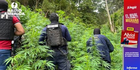 Polic A Militar Decomisa Arbustos De Coca Y Un Laboratorio