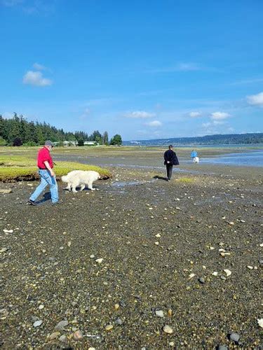 Mason Co Belfair State Park Walking D Artagnan On Mud Flat Flickr