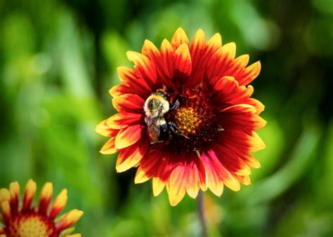 Native Blanket Flower Blankets Gardens in Bold Color - Birds and Blooms