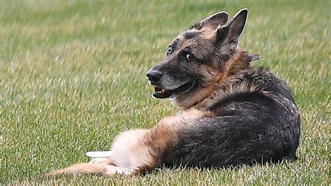 Joe Biden's German Shepard Champ dies at 13 - ABC7 Los Angeles