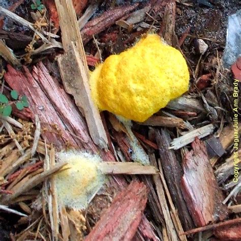 Julie Ann Brady Blog On Yellow Slime Mold In Sunflower Garden