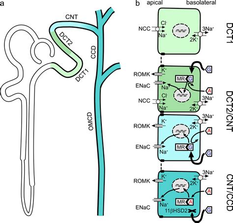 Segment Specific Sodium Transport Mechanisms In The Distal Nephron A