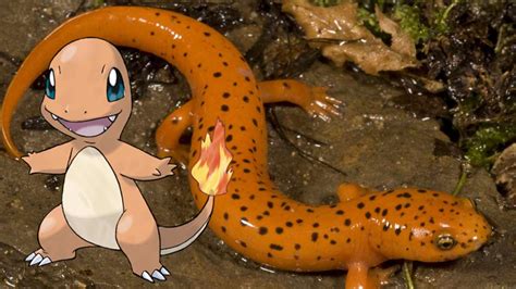 Pokemon Real Life Charmander