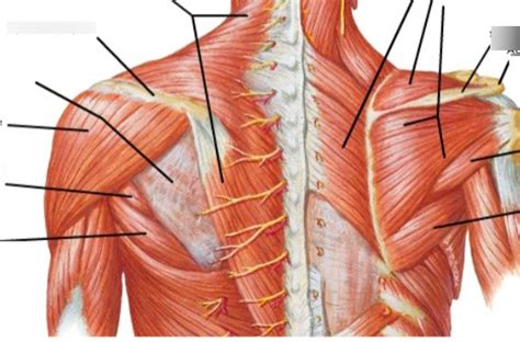 Scapular And Pectoral Regions Diagram Quizlet