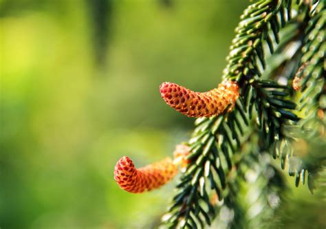 Free picture: tree, branch, nature, macro, detail, pine tree, plant