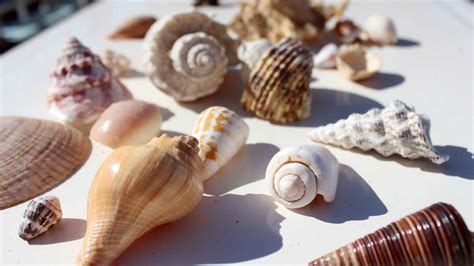 Shelling Tours in Destin Florida - Destin Snorkel