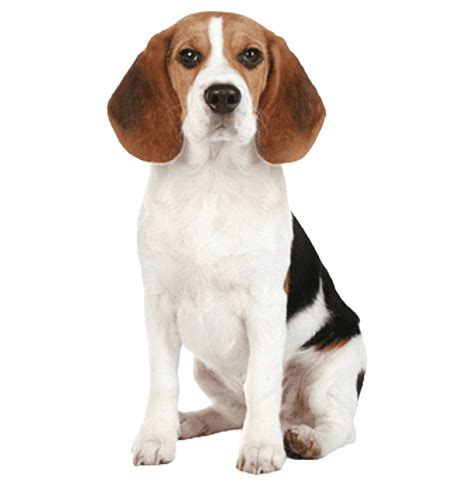 Beagle Png Transparent Images