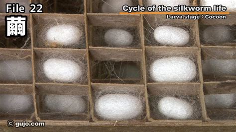 【蚕の一生】cycle Of The Silkworm Life 2233 繭 Youtube