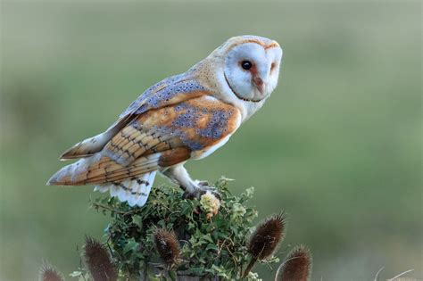 10000 Free Barn Owl And Owl Images Pixabay