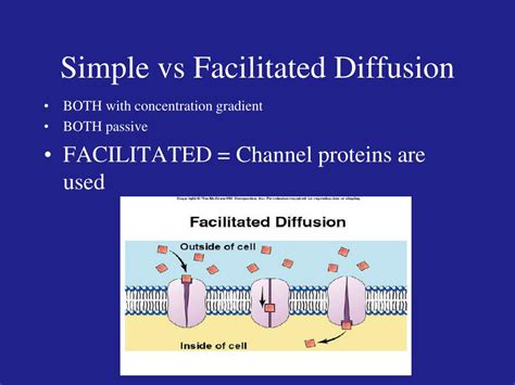 Simple Diffusion And Facilitated Diffusion Venn Diagram What