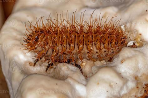 Pleasing Fungus Beetle Larvae 5485944 Stock Photo at Vecteezy