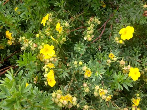 Small Shrubs With Yellow Flowers - Mbi Garden Plant