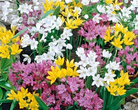 Pack 20 Bulbs Allium Mixed Garden Flowering Bulbs WPC Prins EBay