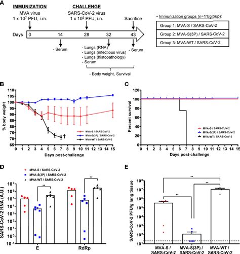 Frontiers A Single Dose Of An Mva Vaccine Expressing A Prefusion