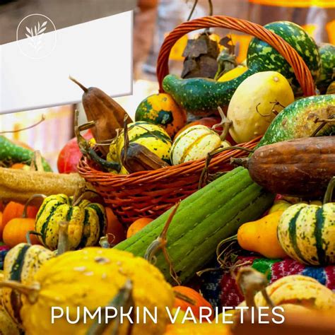 300+ pumpkin varieties Discover the array of colors, shapes,