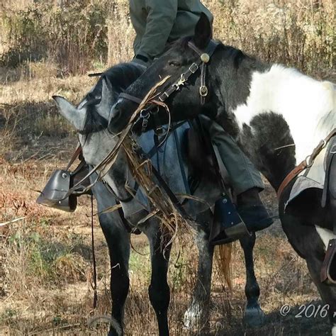 Two Tn Walkers Sharing A Snack Of Sorghum On The Trail Ta Flickr