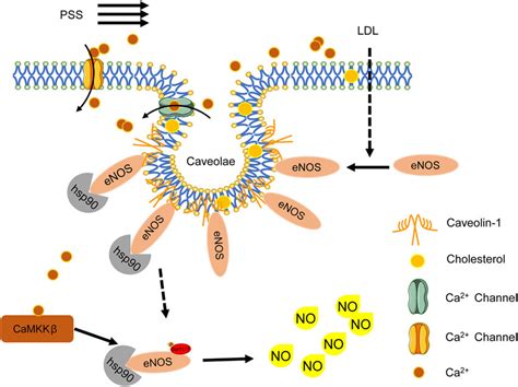 Endothelial Caveolae Regulate No Production Binding With Caveolin 1 Download Scientific