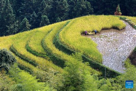 China Celebrates Farmers Harvest Festival Xinhua