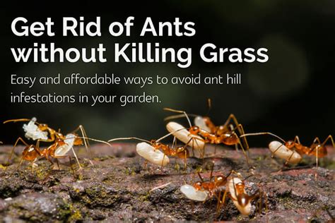 Best Way To Kill Ants In Your Lawn Naturally Without Killing The Grass Safest And Easiest Methods