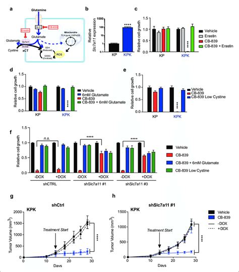 Xct Slc A Dependent Glutamate Secretion In Keap Mutant Cells Causes