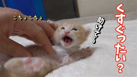 【子猫の成長記録】子猫をくすぐってみました生後18日目 Youtube