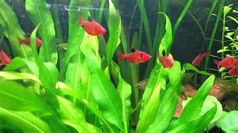 Species Info: Serpae Tetra (Red Minor Tetra) - YouTube