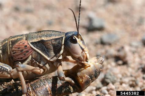 Plains Lubber Grasshopper Brachystola Magna