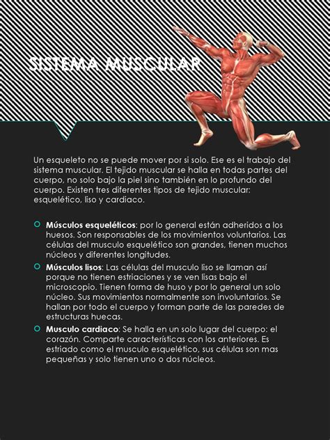 Sistemas Esqueletico Muscular Y Tegumentario By Juan Francisco Zamora