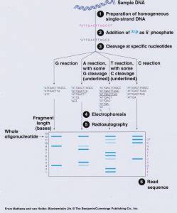 Maxam–Gilbert sequencing- Introduction, Steps, Advantages ...