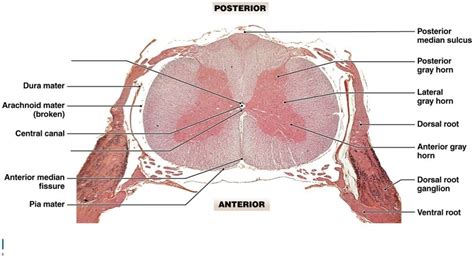 A Sectional Organization Of The Spinal Cord Diagram Quizlet